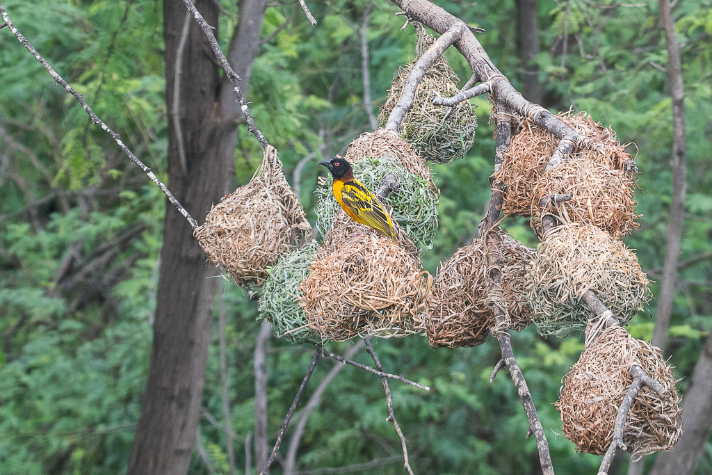 Tisserin gendarme (Village weaver, Ploceus cucullatus, sous-espèce cucullatus), mâle en plumage nuptial perché sur l'un des nids de sa colonie reproductrice, Brousse de Thiafoura, Région de Thiès, Sénégal.